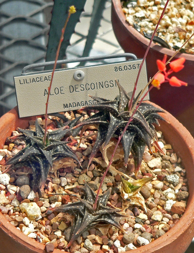 Aloe descoingsii