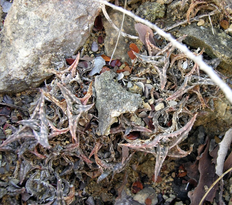 Aloe descoingsii photo 4