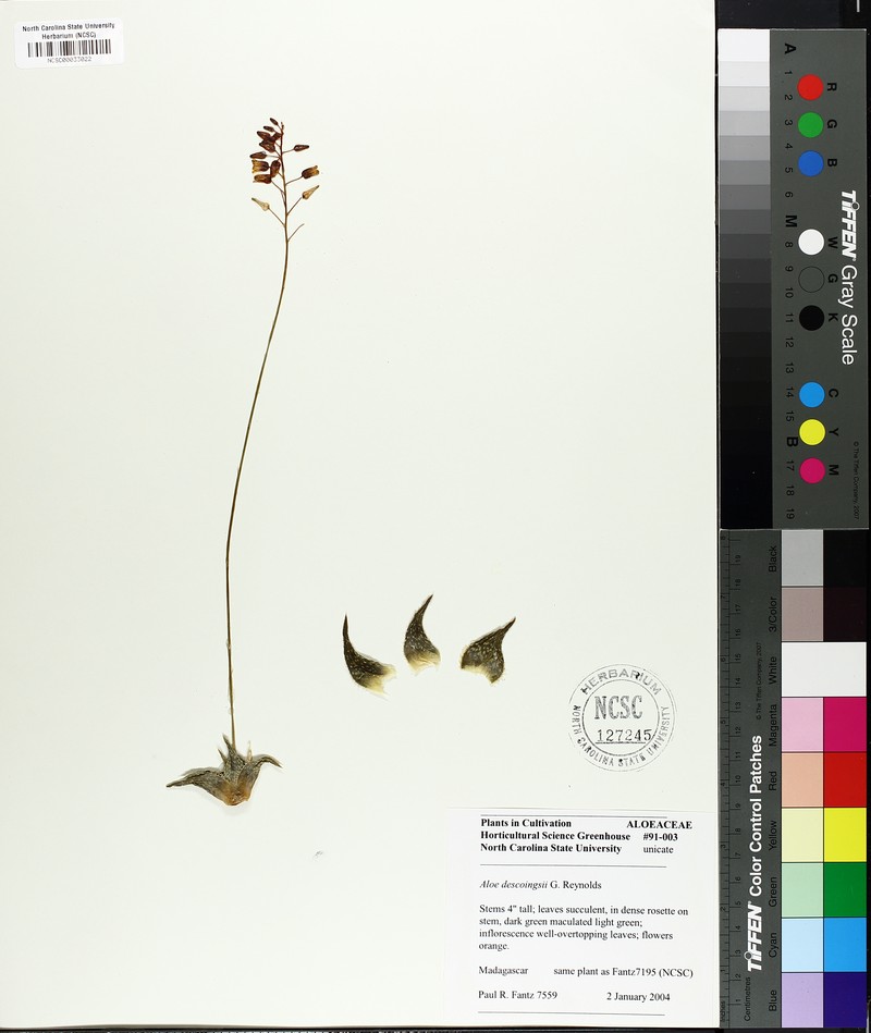 Aloe descoingsii photo 5