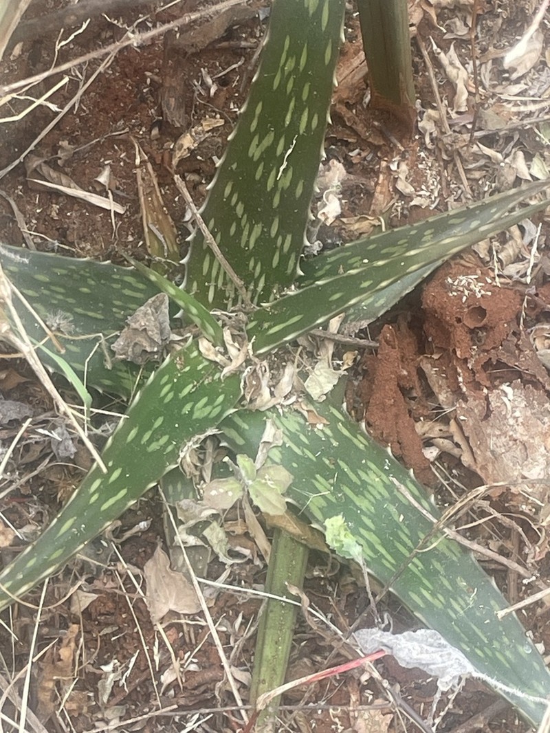 Aloe deserti