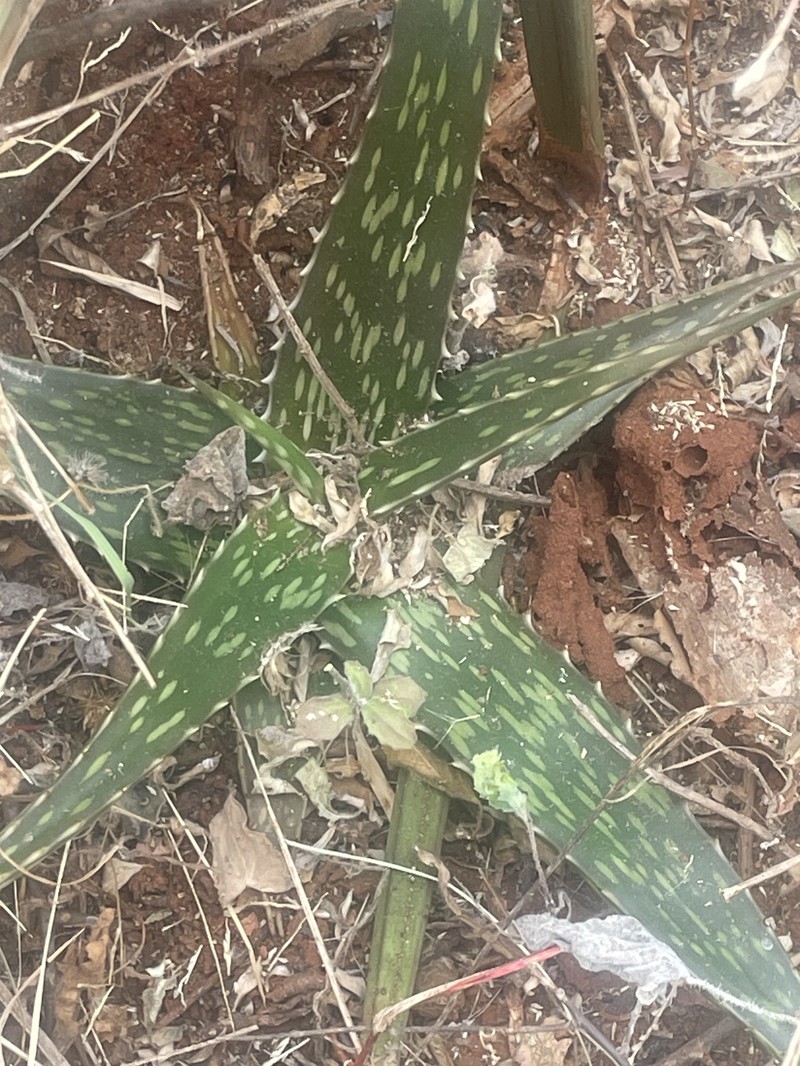 Aloe deserti photo 2