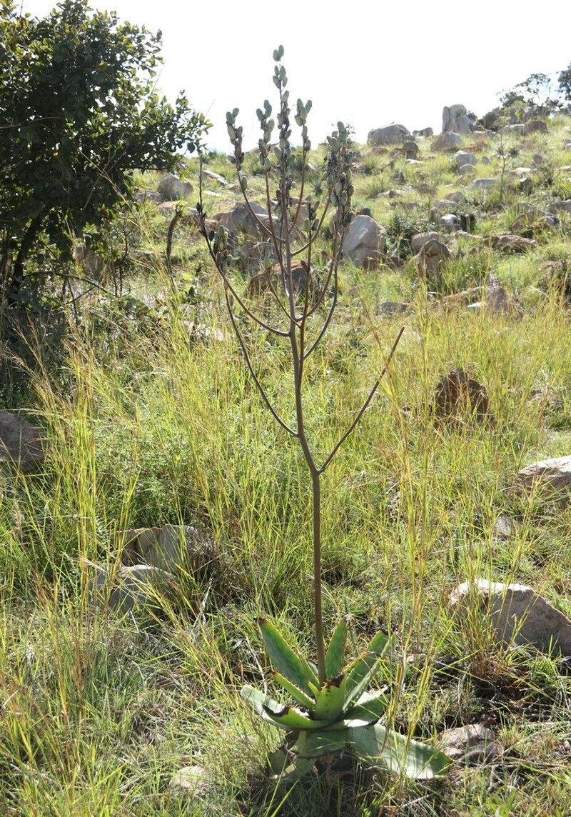Aloe dewetii