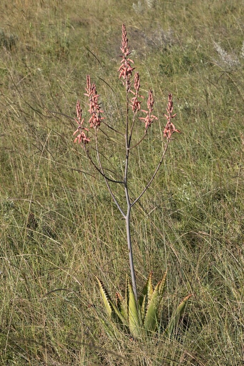 Aloe dewetii photo 5