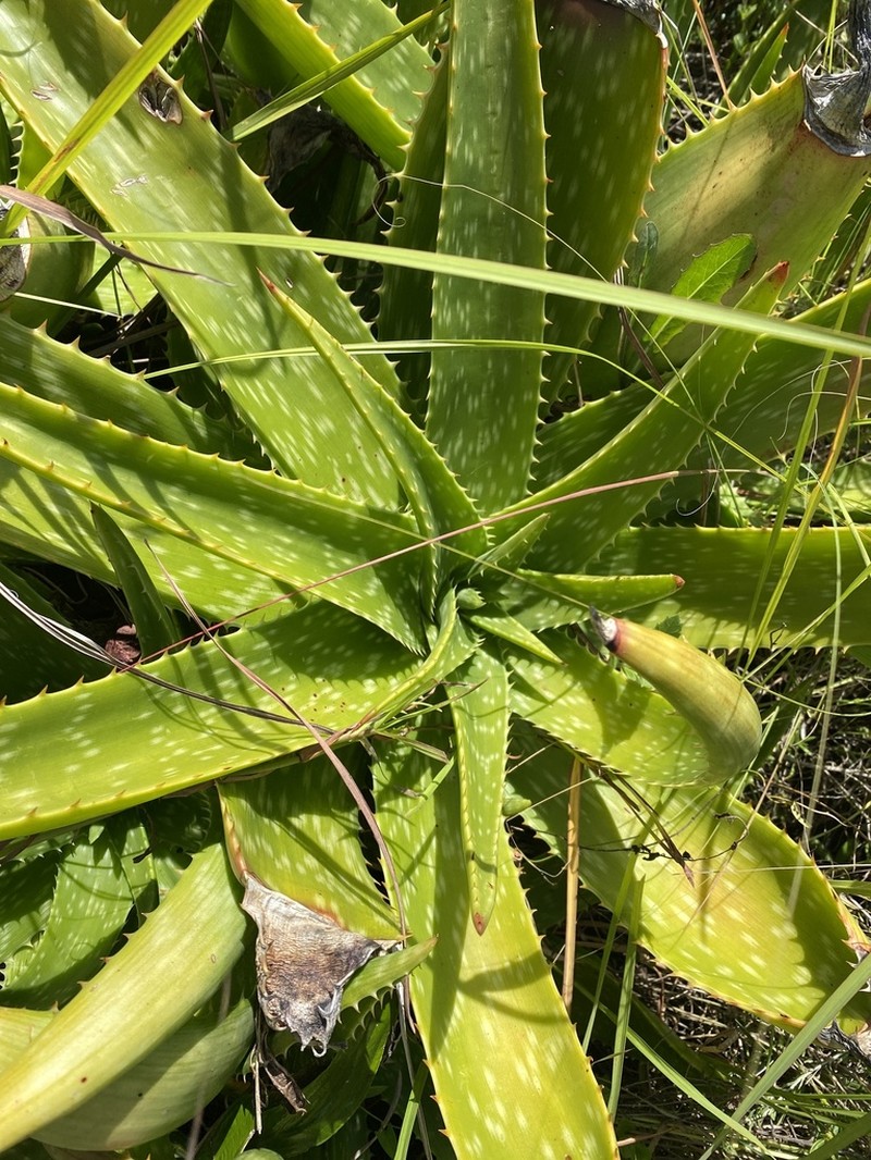 Aloe dewetii photo 6