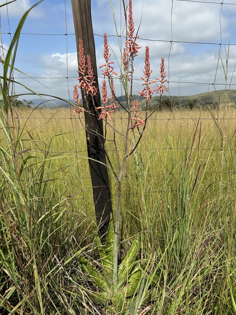 Aloe dewetii photo 8