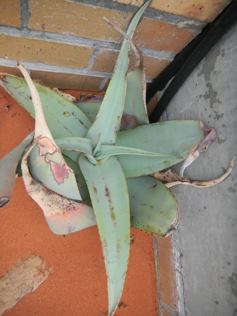 Aloe dewinteri