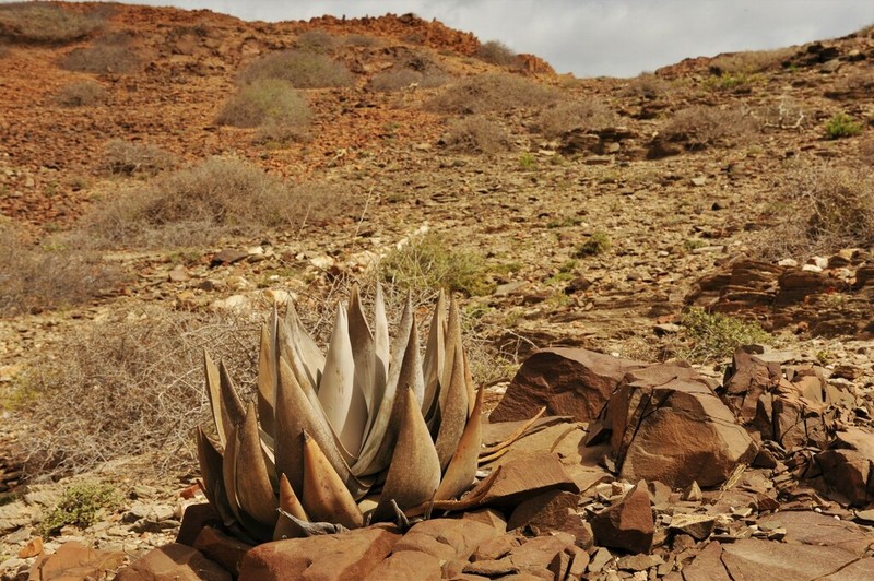 Aloe dhufarensis