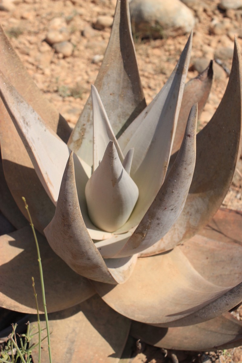 Aloe dhufarensis photo 2