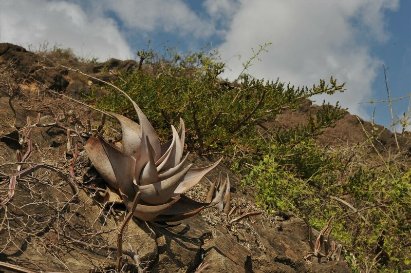 Aloe dhufarensis photo 3