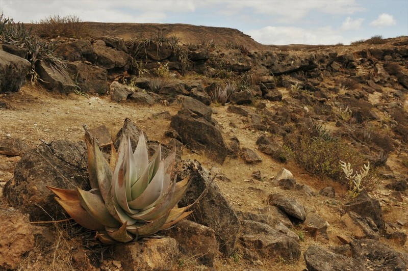 Aloe dhufarensis photo 4