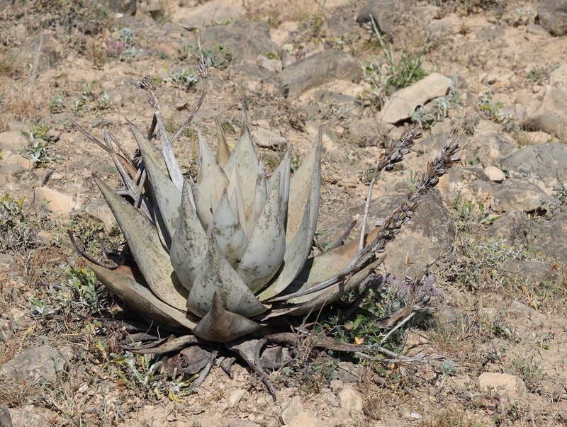 Aloe dhufarensis photo 6