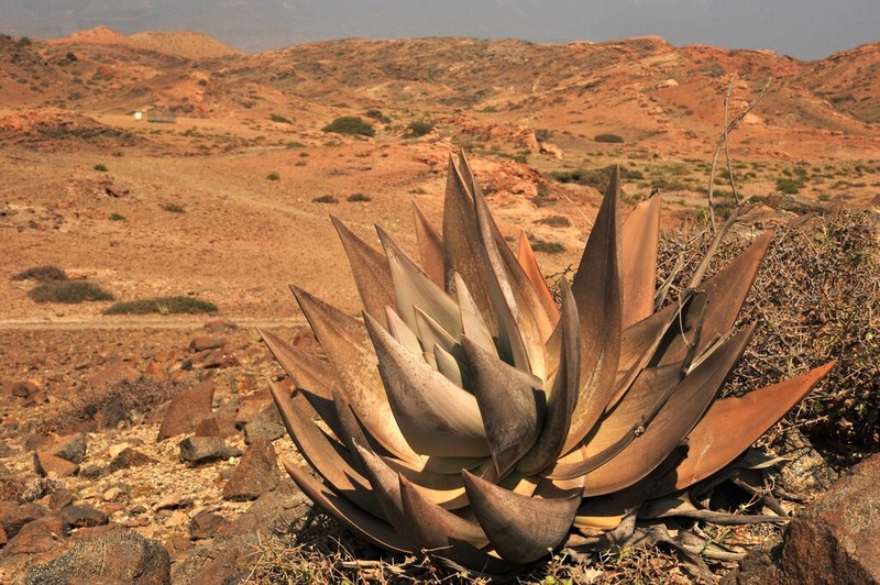 Aloe dhufarensis photo 7