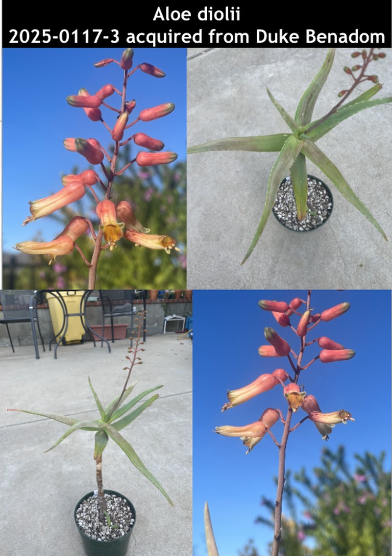 Aloe diolii