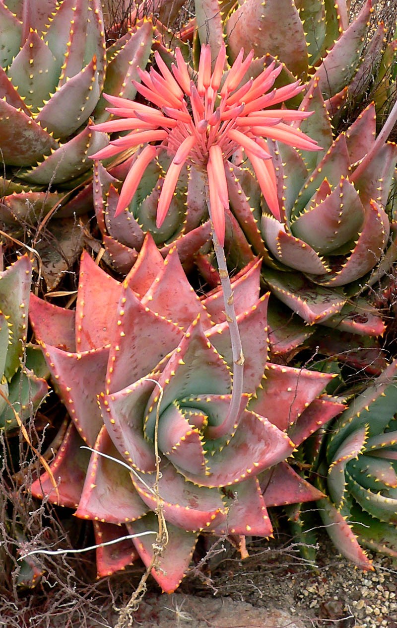 Aloe distans