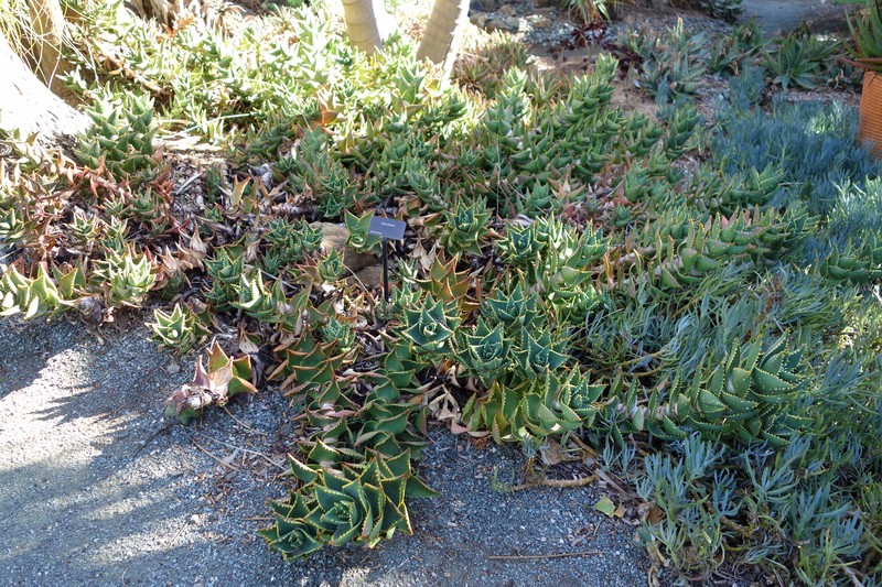 Aloe distans photo 4