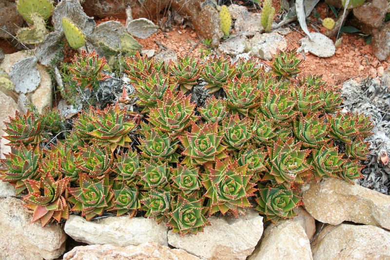 Aloe distans photo 6