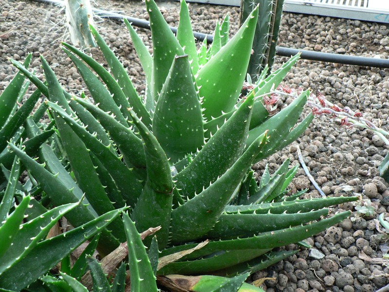 Aloe distans photo 7