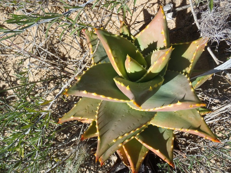 Aloe distans photo 8
