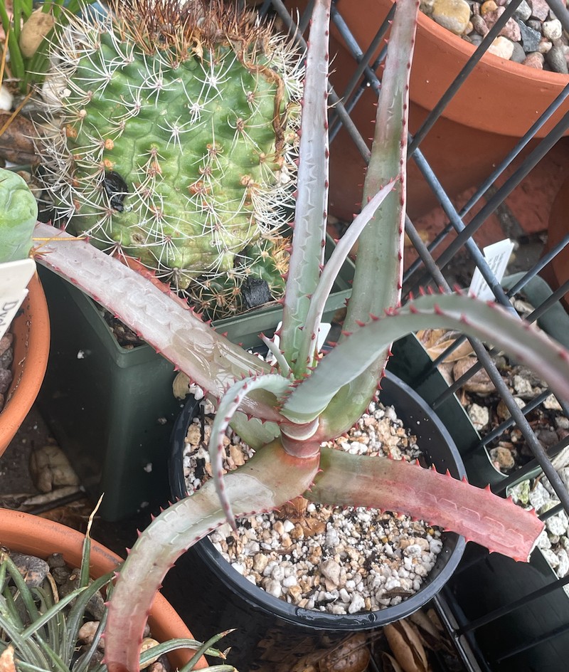 Aloe divaricata