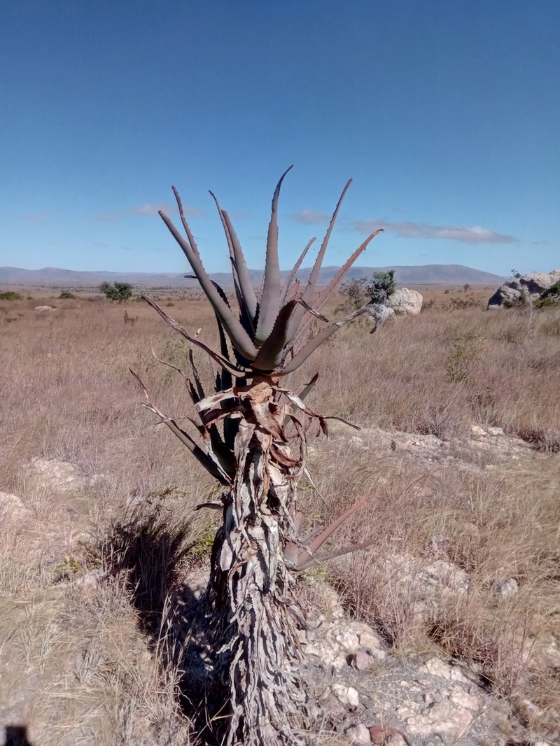 Aloe divaricata photo 2