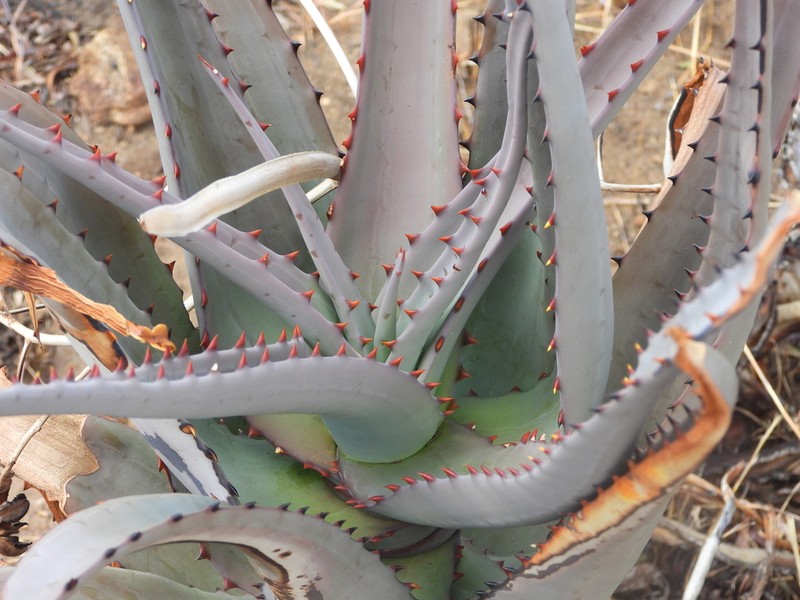 Aloe divaricata photo 3