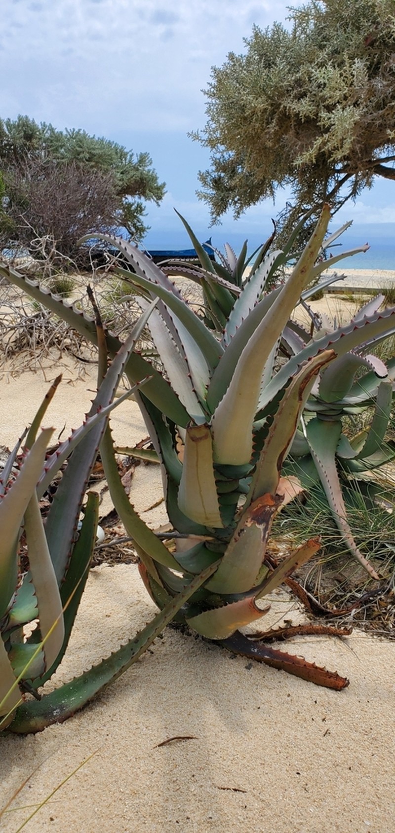 Aloe divaricata photo 4