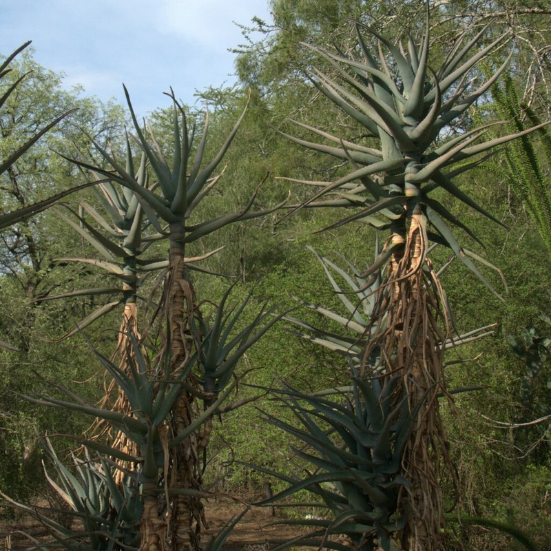 Aloe divaricata photo 5