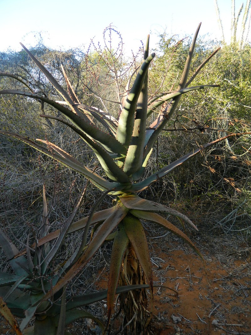 Aloe divaricata photo 6