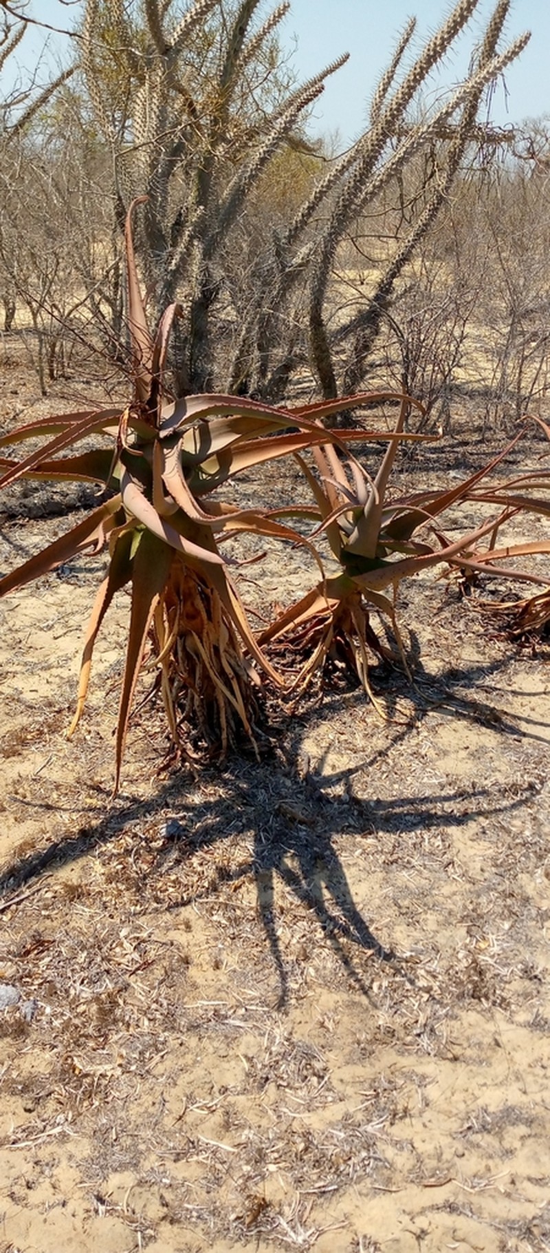 Aloe divaricata photo 7