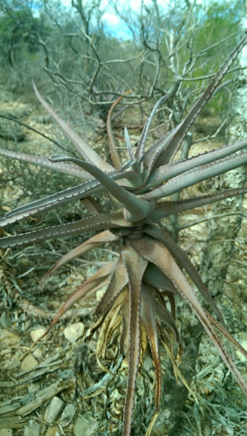 Aloe divaricata photo 8