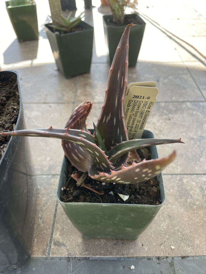 Aloe djiboutiensis