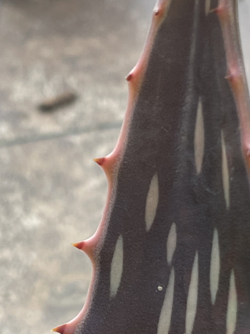 Aloe djiboutiensis photo 2