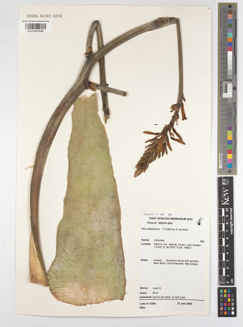 Aloe doddsiorum