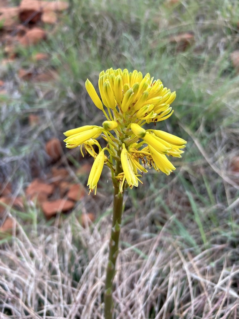 Aloe dominella