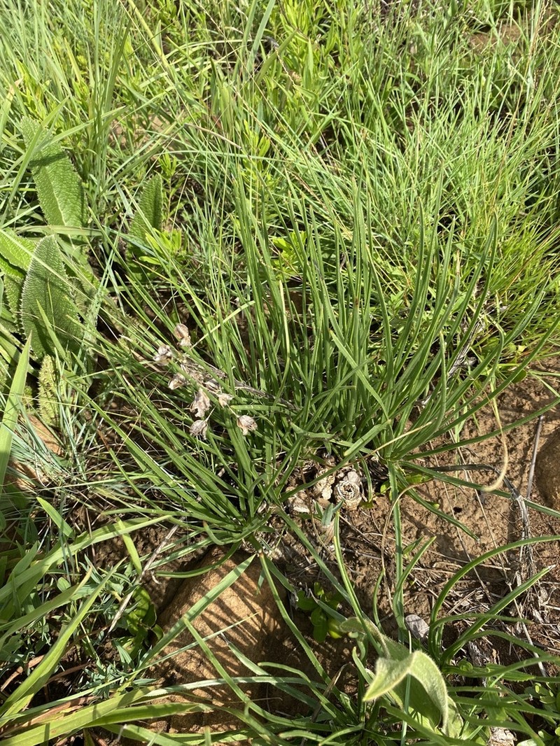 Aloe dominella photo 2