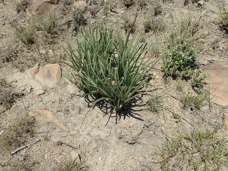 Aloe dominella photo 6