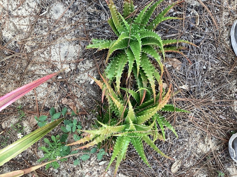 Aloe dorotheae photo 2