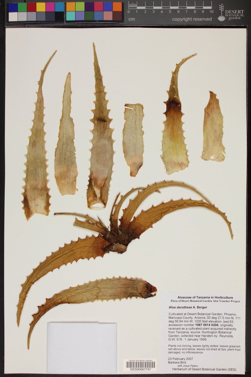 Aloe dorotheae photo 3