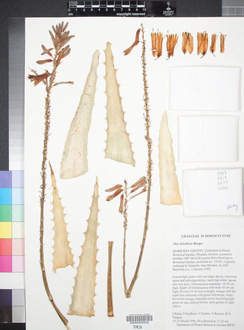 Aloe dorotheae photo 4