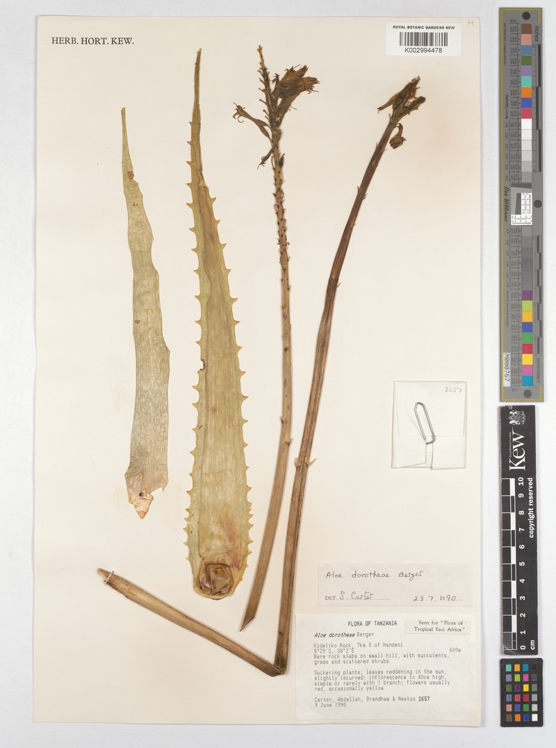 Aloe dorotheae photo 5