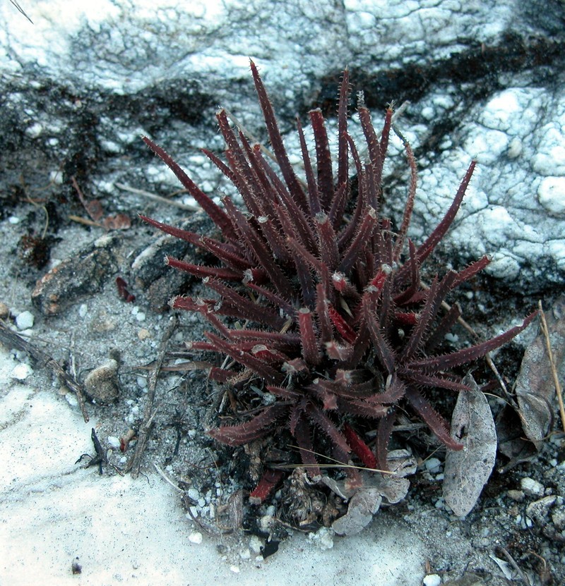 Aloe droseroides photo 3