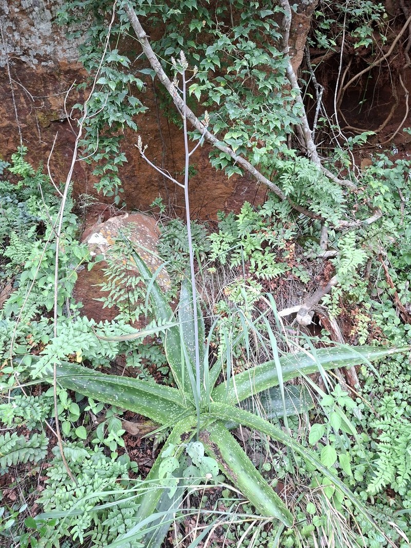 Aloe dyeri