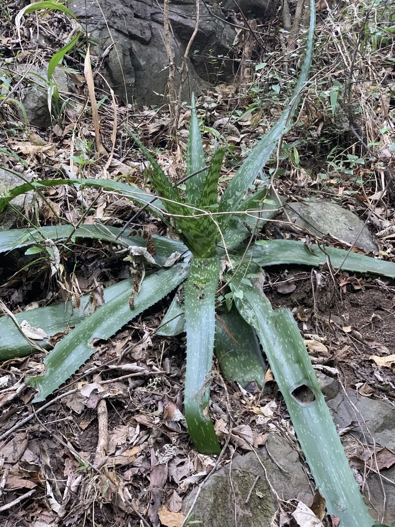 Aloe dyeri photo 2