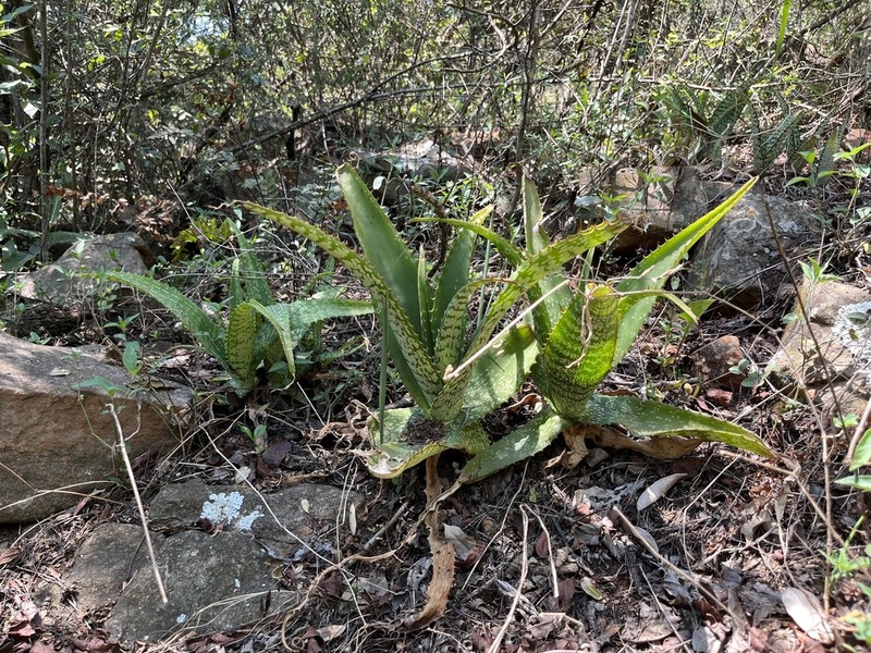 Aloe dyeri photo 3