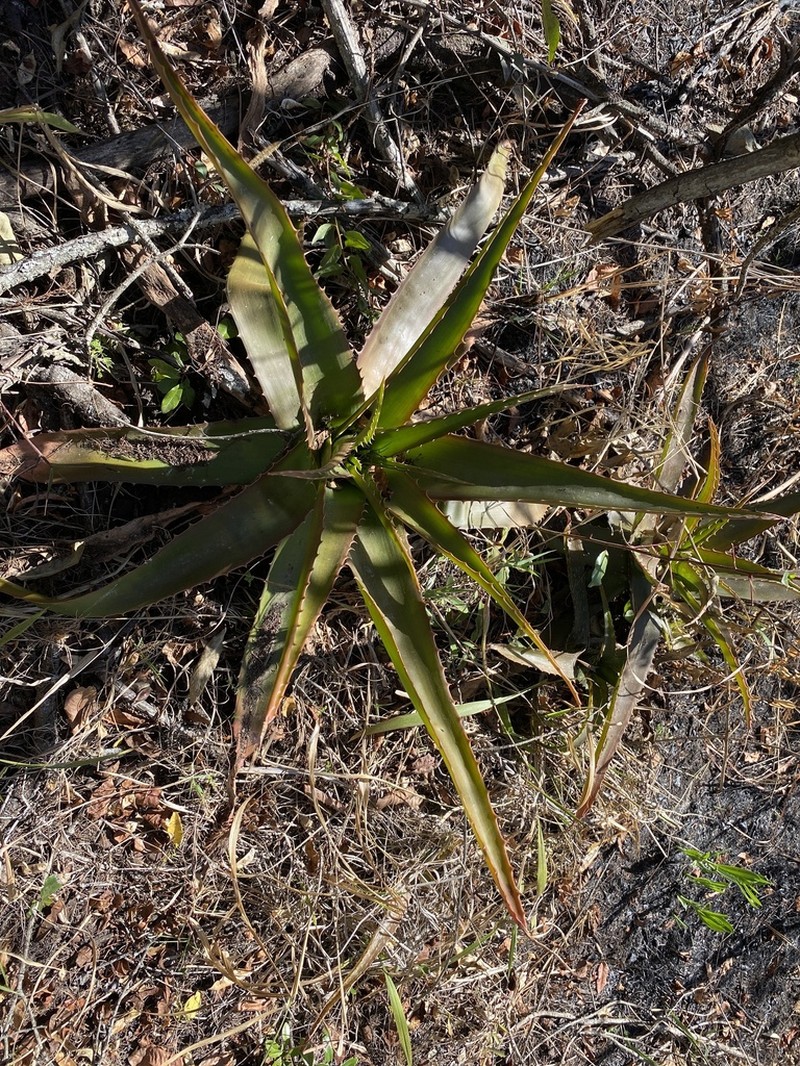 Aloe dyeri photo 4