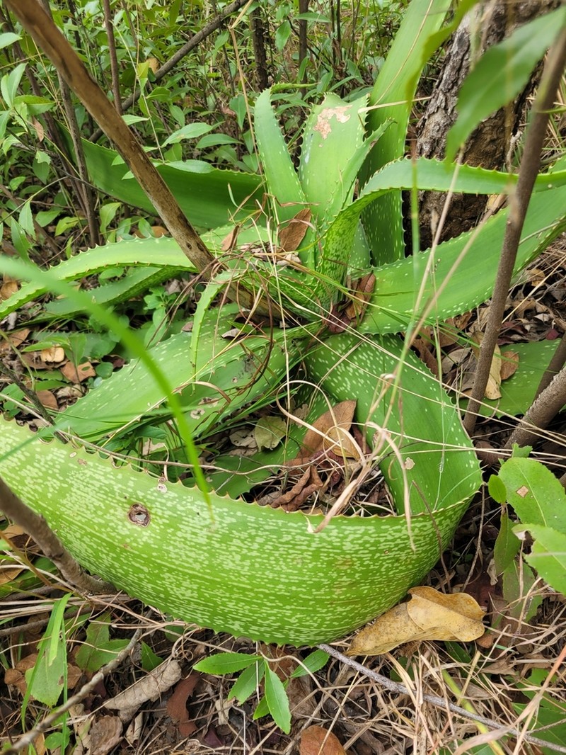 Aloe dyeri photo 5