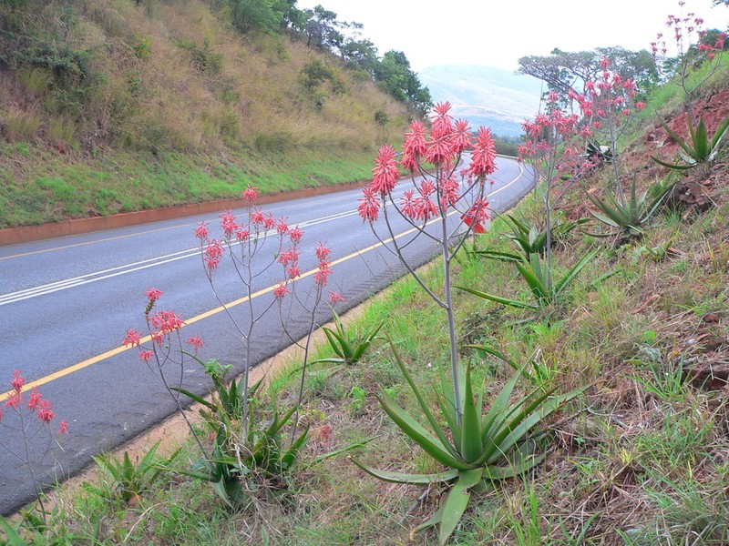 Aloe dyeri photo 6