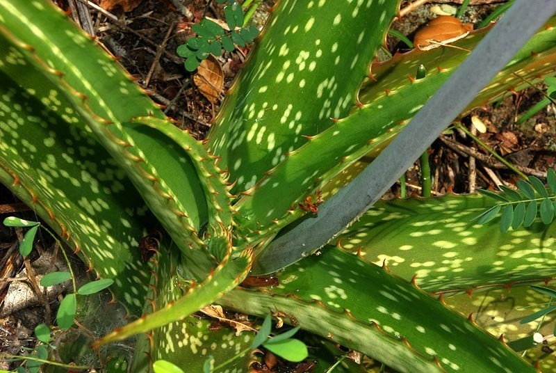 Aloe dyeri photo 7