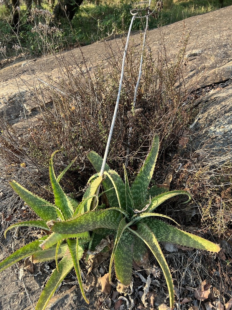 Aloe dyeri photo 8