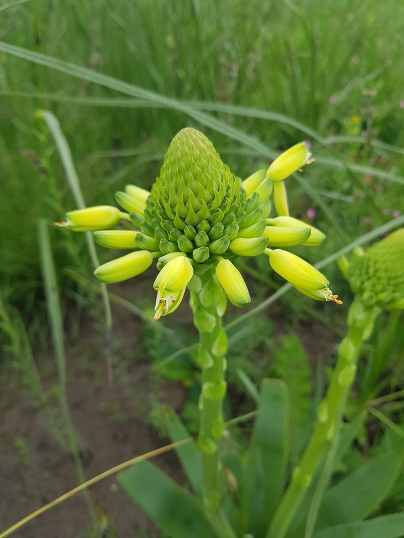 Aloe ecklonis
